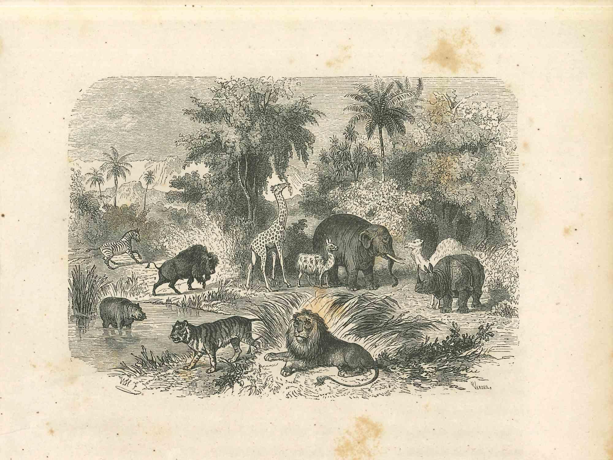 Les animaux dans la jungle est une lithographie originale sur papier couleur ivoire, réalisée par Paul Gervais (1816-1879). L'œuvre est tirée de la série "Les Trois Règnes de la Nature", et a été publiée en 1854.

Bon état avec une petite