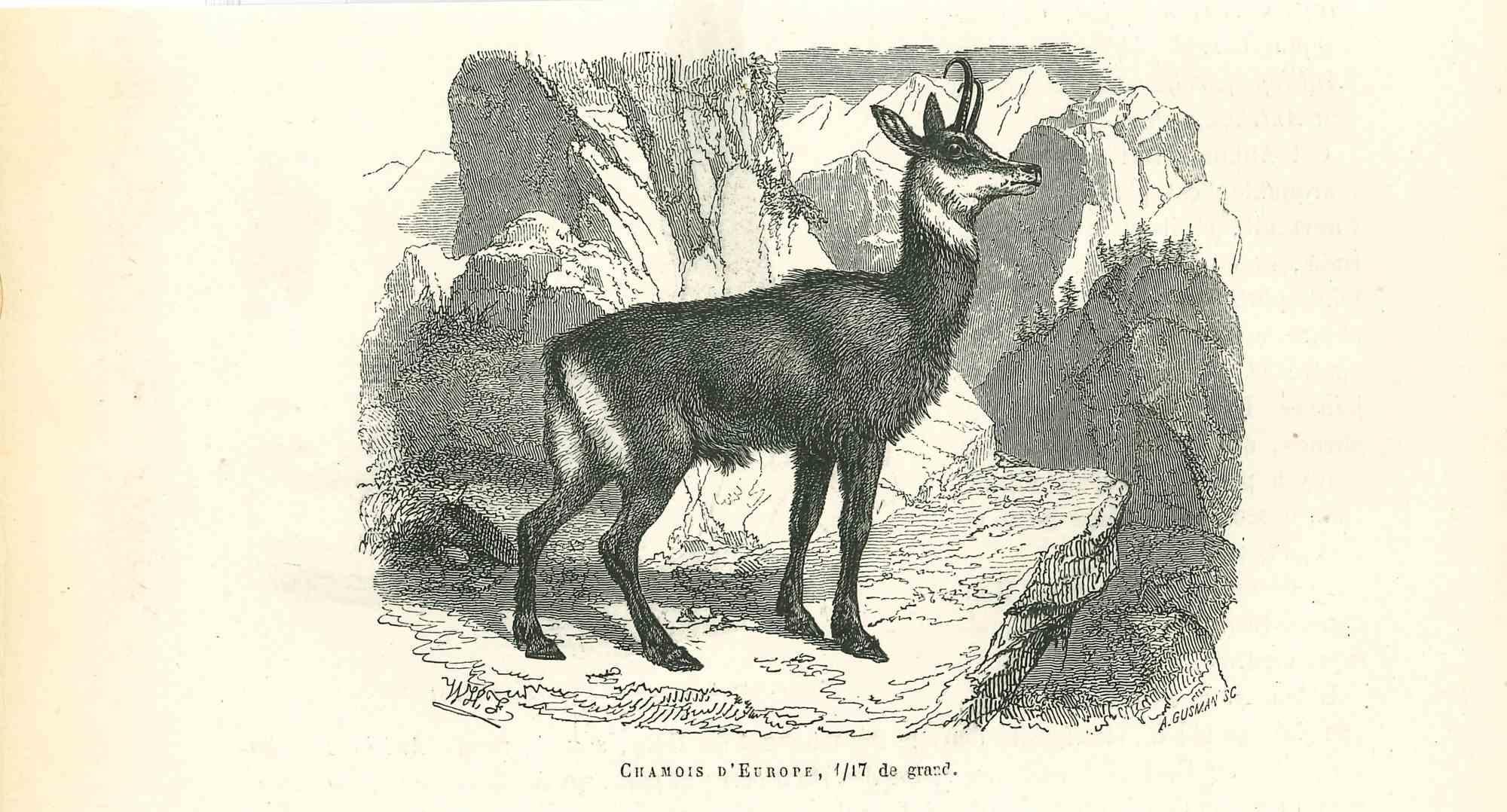 El Antílope es una litografía original sobre papel color marfil, realizada por Paul Gervais (1816-1879). La obra pertenece a la serie de "Les Trois Règnes de la Nature", y fue publicada en 1854.

Buenas condiciones.

Titulado en la parte inferior.