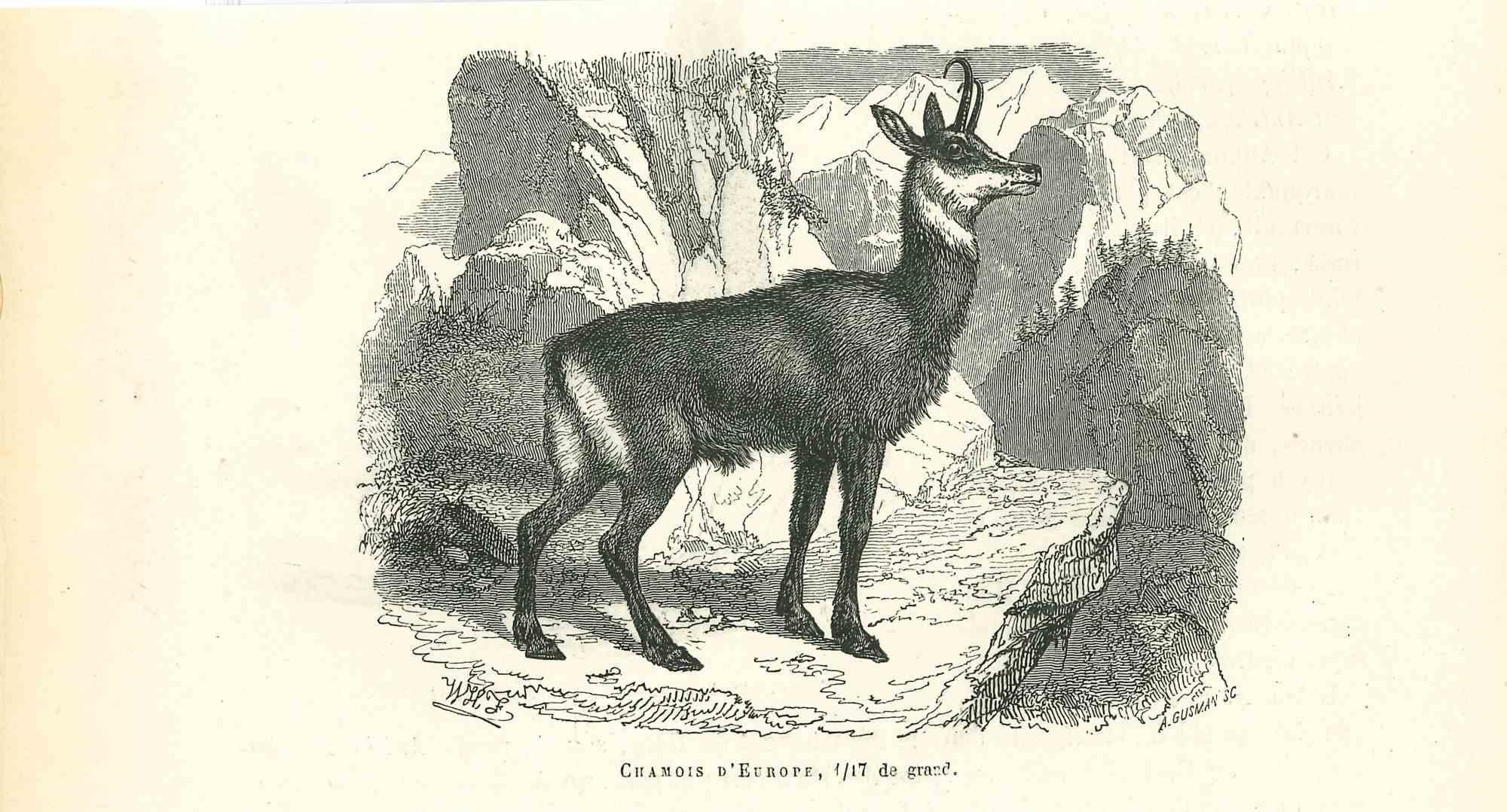 Paul Gervais  Animal Print – Original Lithographie „Ancient Antilope“ von Paul Gervais, 1854