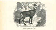 Original Lithographie „Ancient Antilope“ von Paul Gervais, 1854