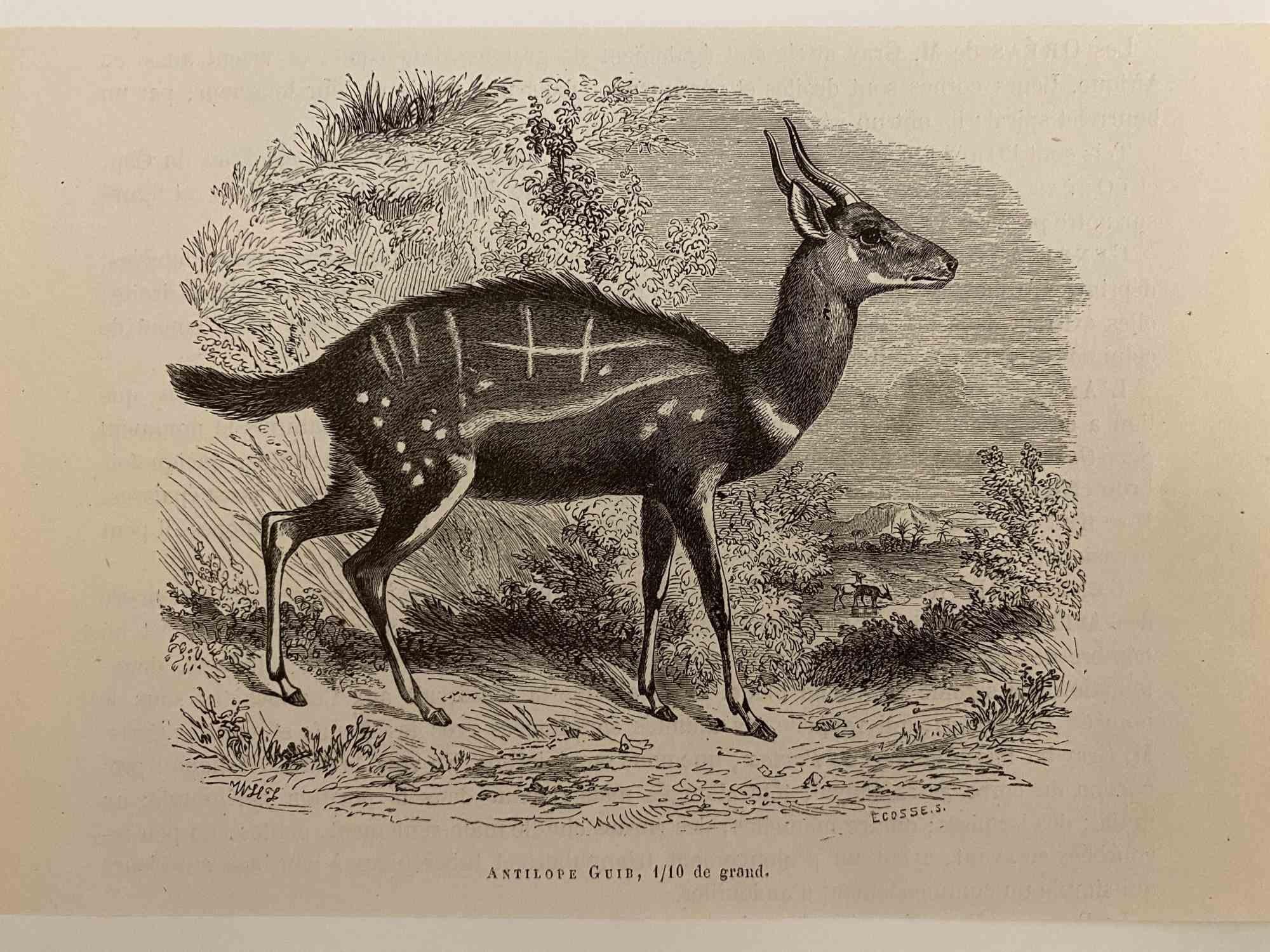 El Antílope es una litografía original sobre papel color marfil, realizada por Paul Gervais (1816-1879). La obra pertenece a la serie de "Les Trois Règnes de la Nature", y fue publicada en 1854.

Buenas condiciones.

Titulado en la parte inferior.