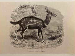 Original Lithographie „Ancient Antilope“ von Paul Gervais, 1854