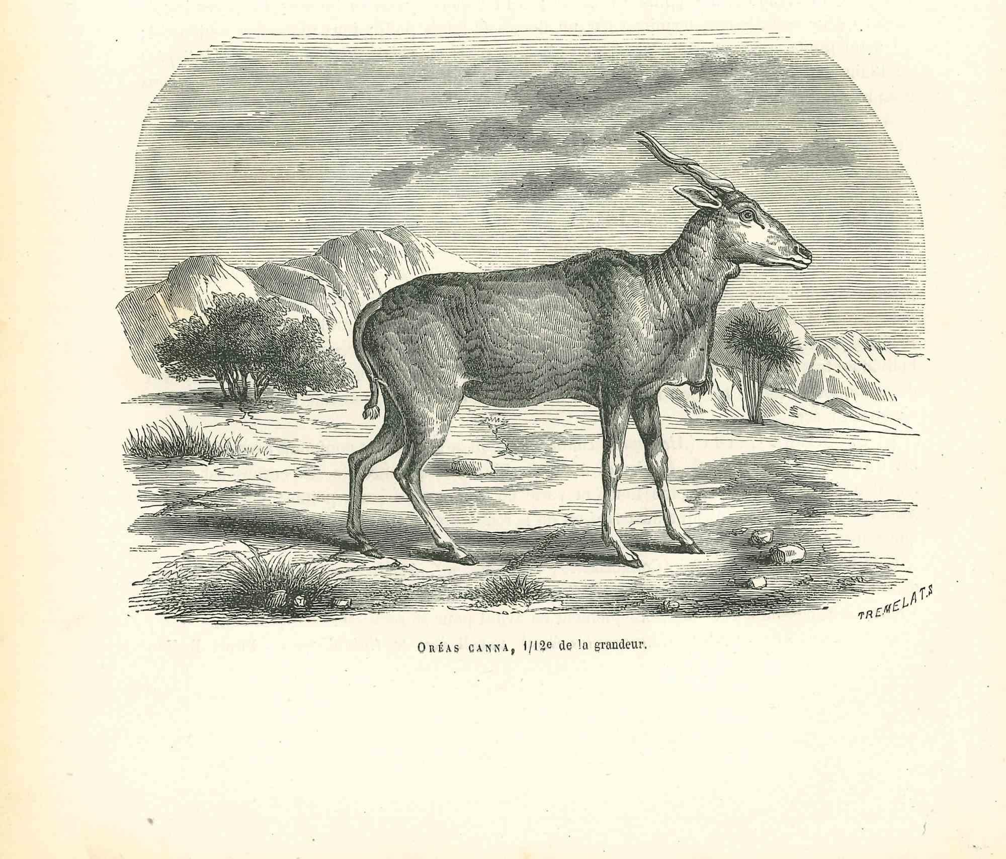 The Antelope is an original lithograph on ivory-colored paper, realized by Paul Gervais (1816-1879). The artwork is from The Series of "Les Trois Règnes de la Nature", and was published in 1854.

Good conditions.

Titled on the lower. With the notes