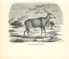 Original Lithographie „Ancient Antilope“ von Paul Gervais, 1854