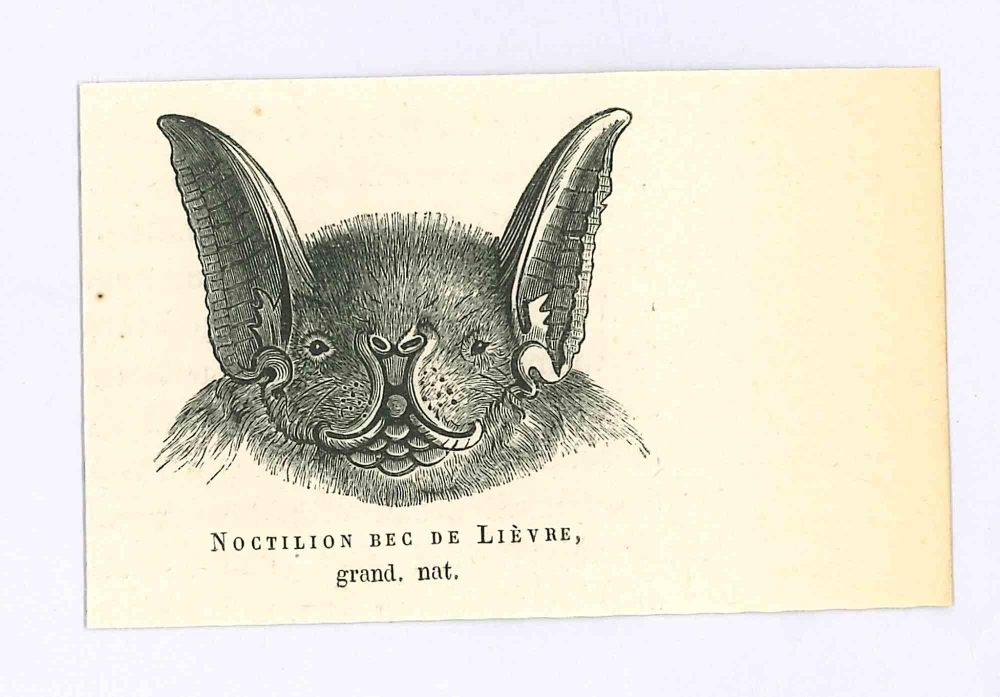 Il pipistrello è una litografia originale su carta color avorio, realizzata da Paul Gervais (1816-1879). L'opera è tratta dalla serie "Les Trois Règnes de la Nature" ed è stata pubblicata nel 1854.

Buone condizioni.

Titolato in basso. Con le note