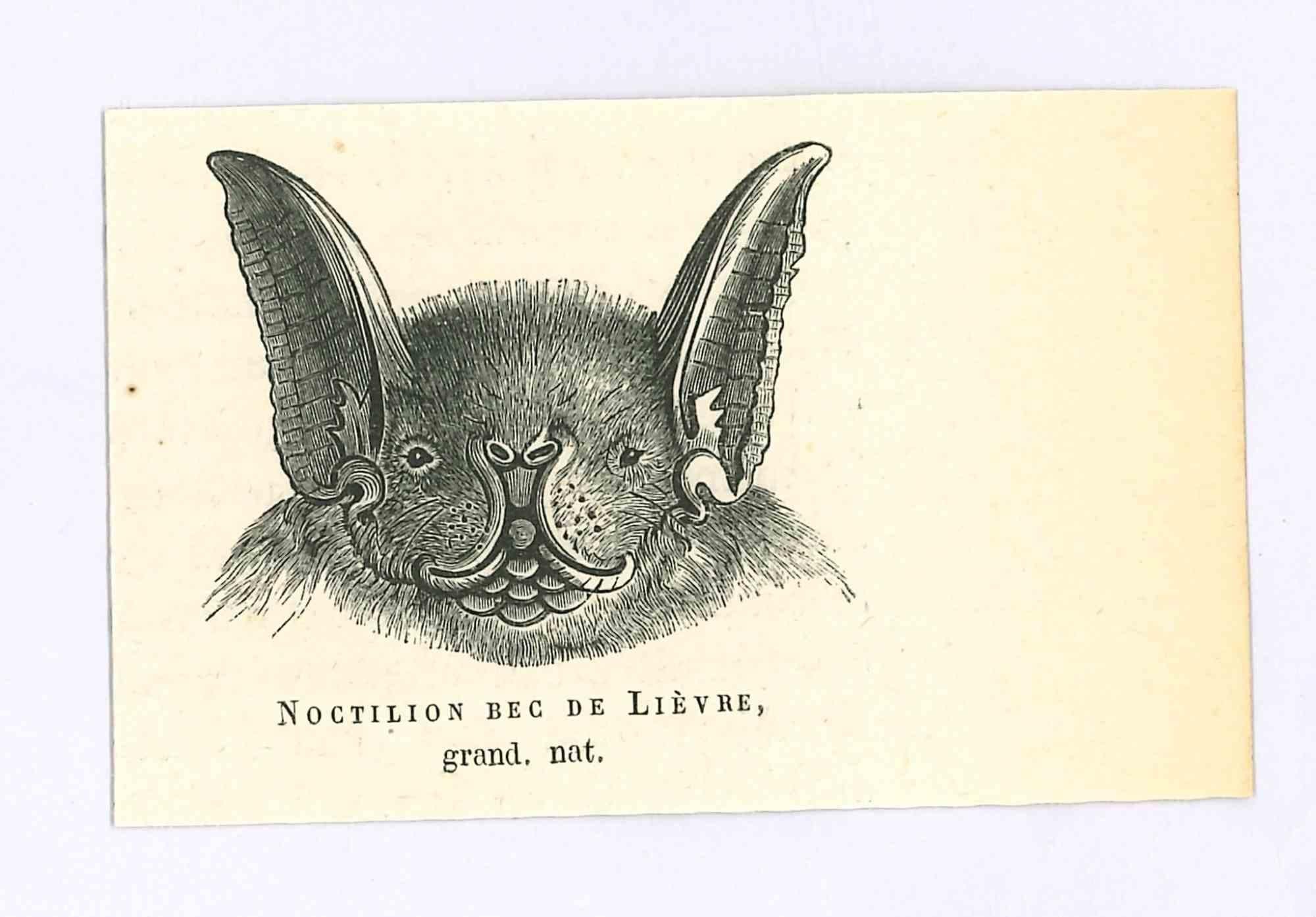 The Bat - Lithograph by Paul Gervais - 1854