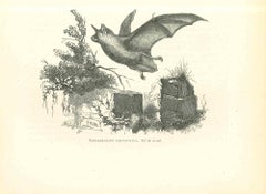 Antique The Bat - Lithograph by Paul Gervais - 1854