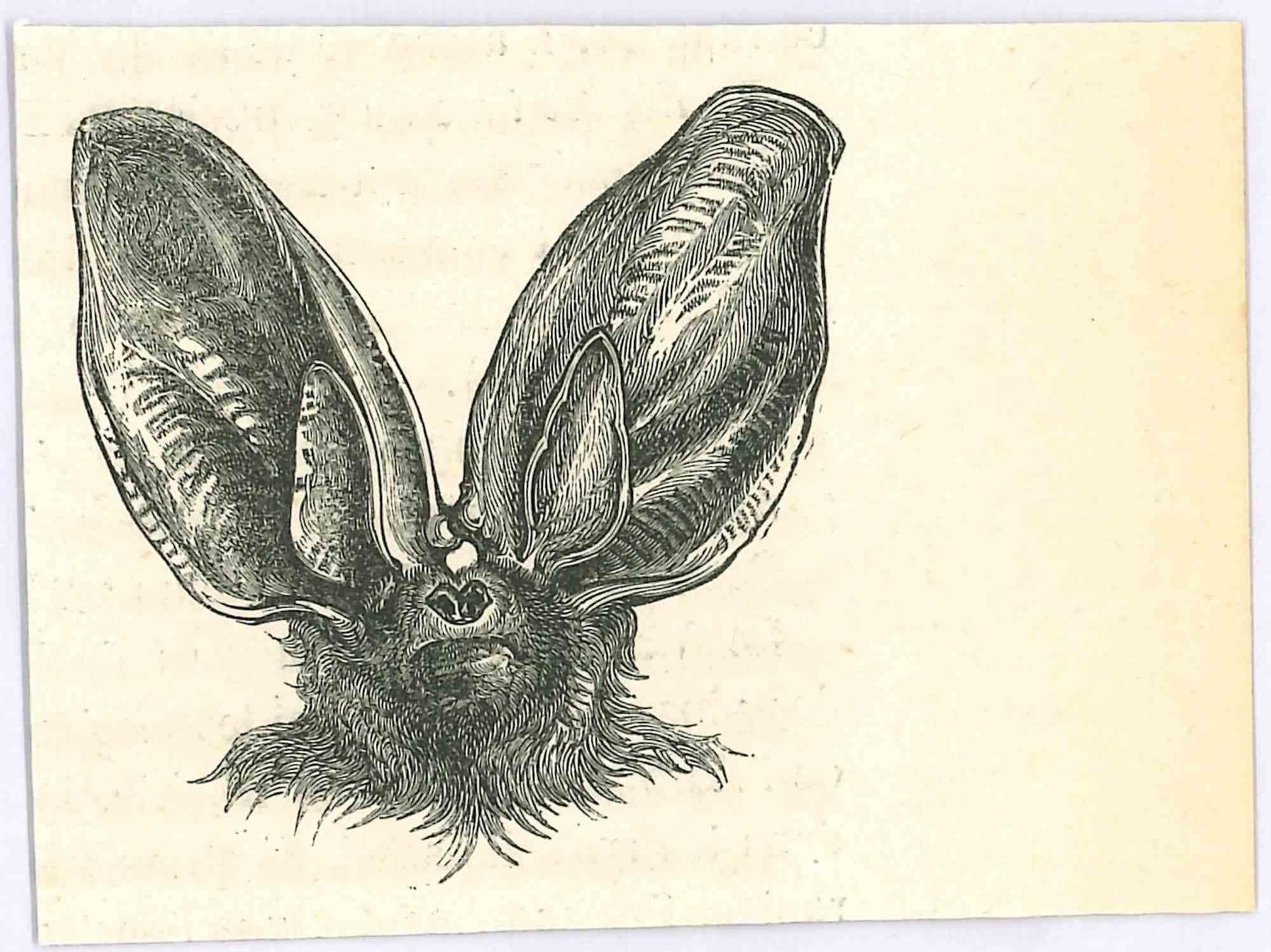 The Bat -Lithograph by Paul Gervais - 1854