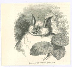 The Bat - Lithograph by Paul Gervais - 1854