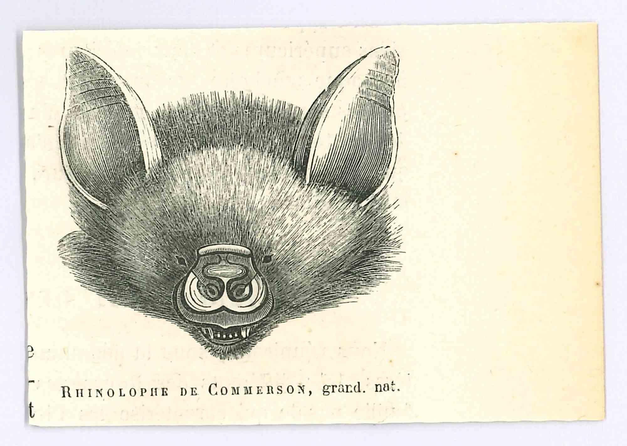 La Chauve-Souris est une lithographie originale sur papier couleur ivoire, réalisée par Paul Gervais (1816-1879). L'œuvre est tirée de la série "Les Trois Règnes de la Nature", et a été publiée en 1854.

Bonnes conditions.

Titré sur le bas. Avec