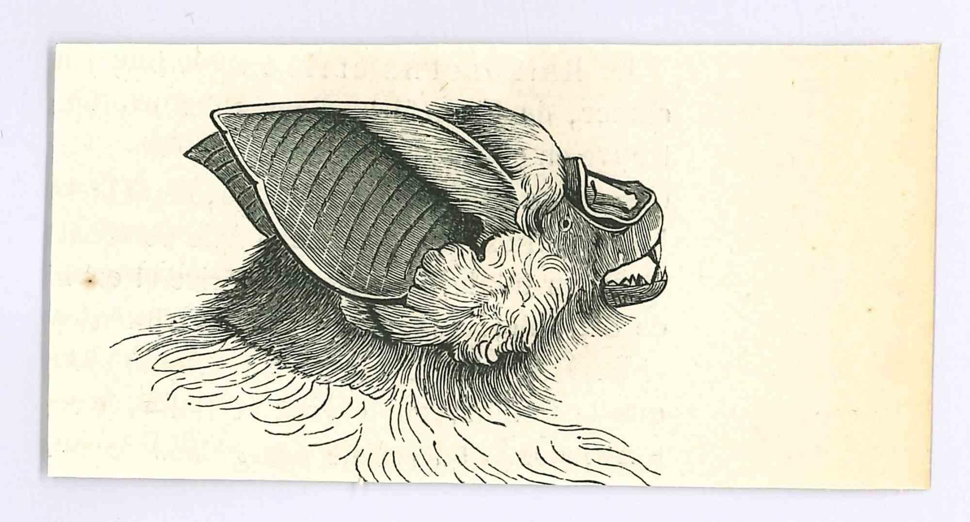 The Bat is an original lithograph on ivory-colored paper, realized by Paul Gervais (1816-1879). The artwork is from The Series of "Les Trois Règnes de la Nature", and was published in 1854.

Good conditions.

Titled on the lower. With the notes on