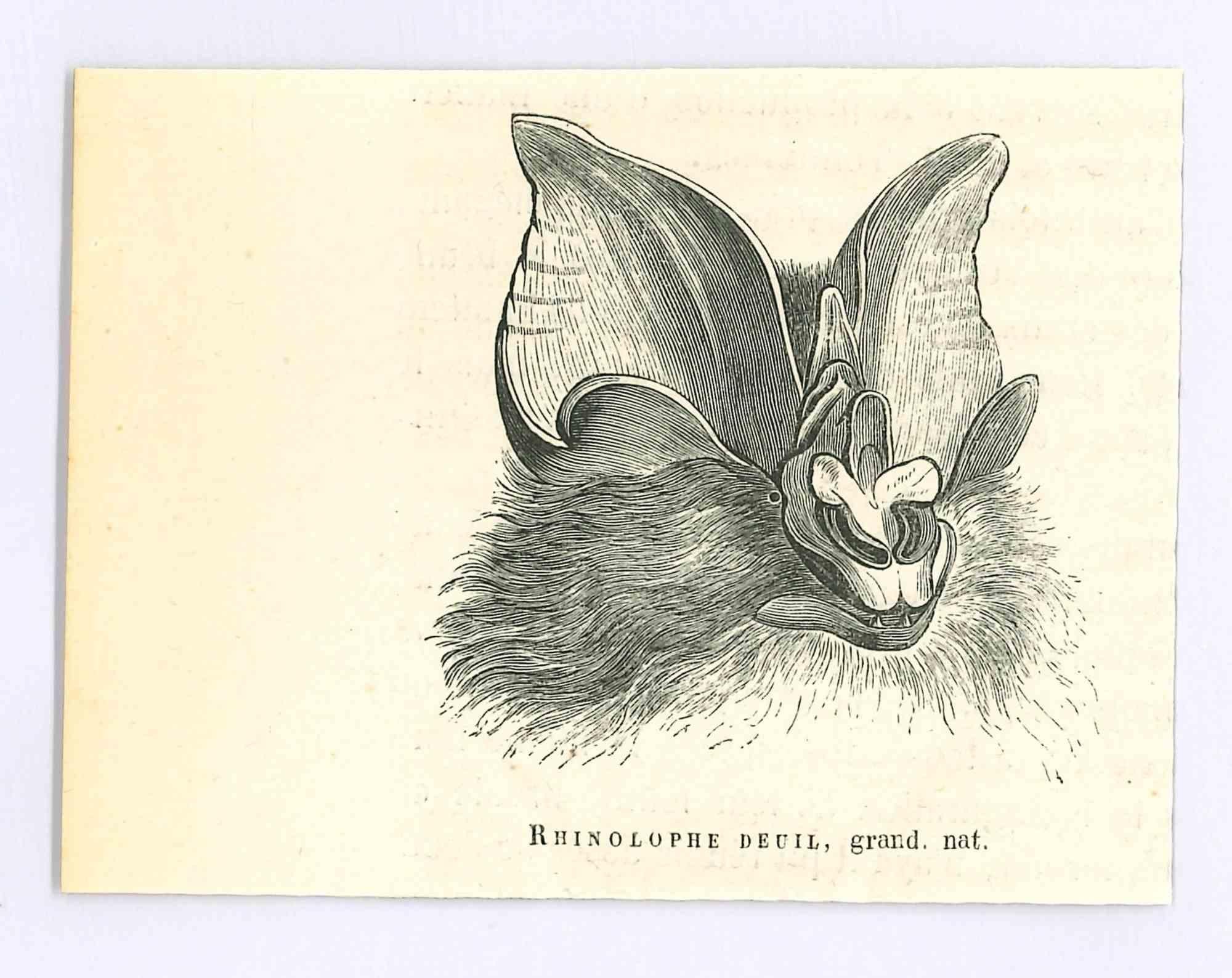 Paul Gervais  Animal Print – The Bat – Lithographie von Paul Gervais, 1854