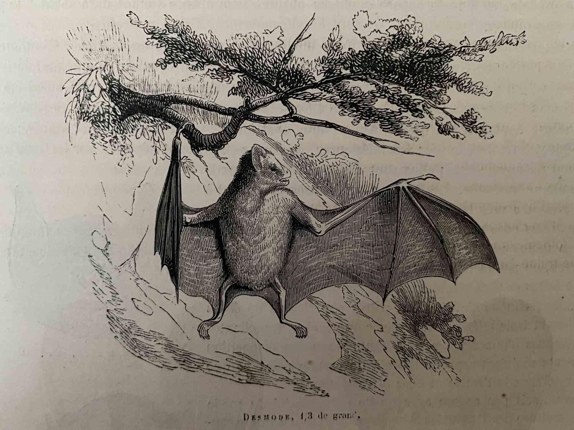 The Bat - Original Lithograph by Paul Gervais - 1854