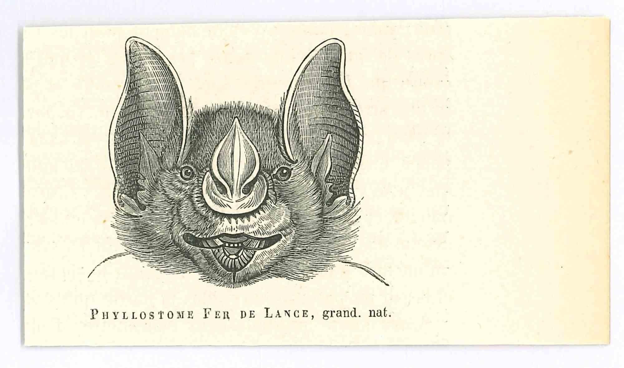 El Murciélago es una litografía original sobre papel de color marfil, realizada por Paul Gervais (1816-1879). La obra pertenece a la serie de "Les Trois Règnes de la Nature", y fue publicada en 1854.

Buenas condiciones.

Titulado en la parte