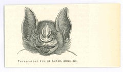 Antique The Bat - Original Lithograph by Paul Gervais - 1854