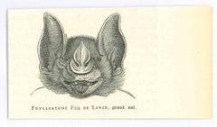 The Bat - Original Lithograph by Paul Gervais - 1854