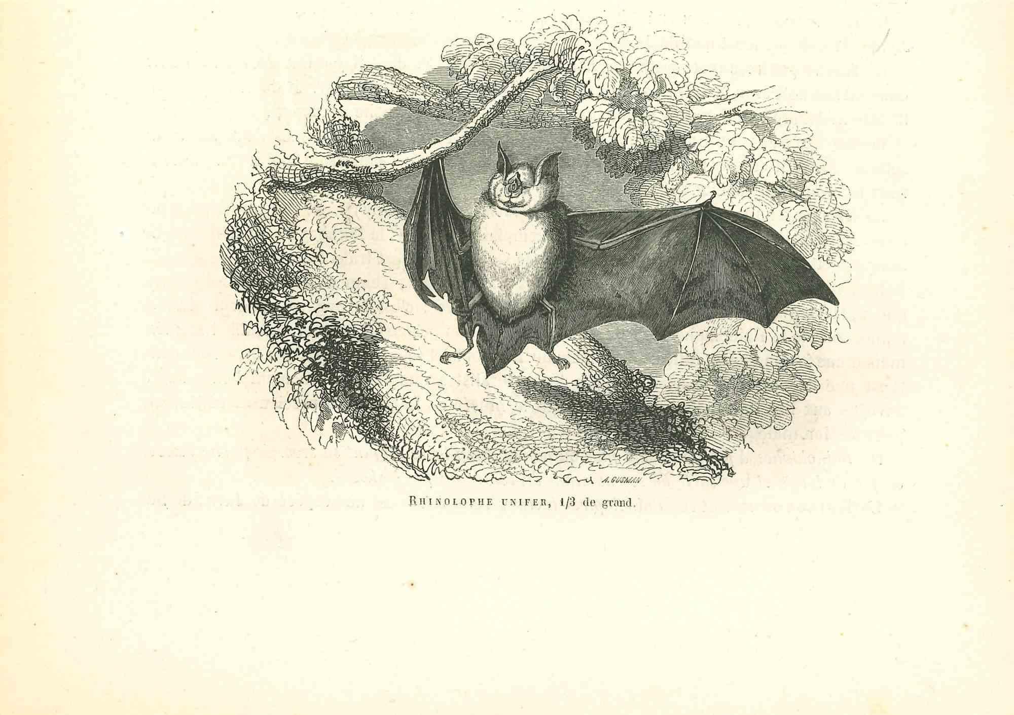 The Bat is an original lithograph on ivory-colored paper, realized by Paul Gervais (1816-1879). The artwork is from The Series of "Les Trois Règnes de la Nature", and was published in 1854.

Good conditions.

Titled on the lower.

The series of