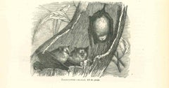 Les chauves-souris - Lithographie originale de Paul Gervais - 1854