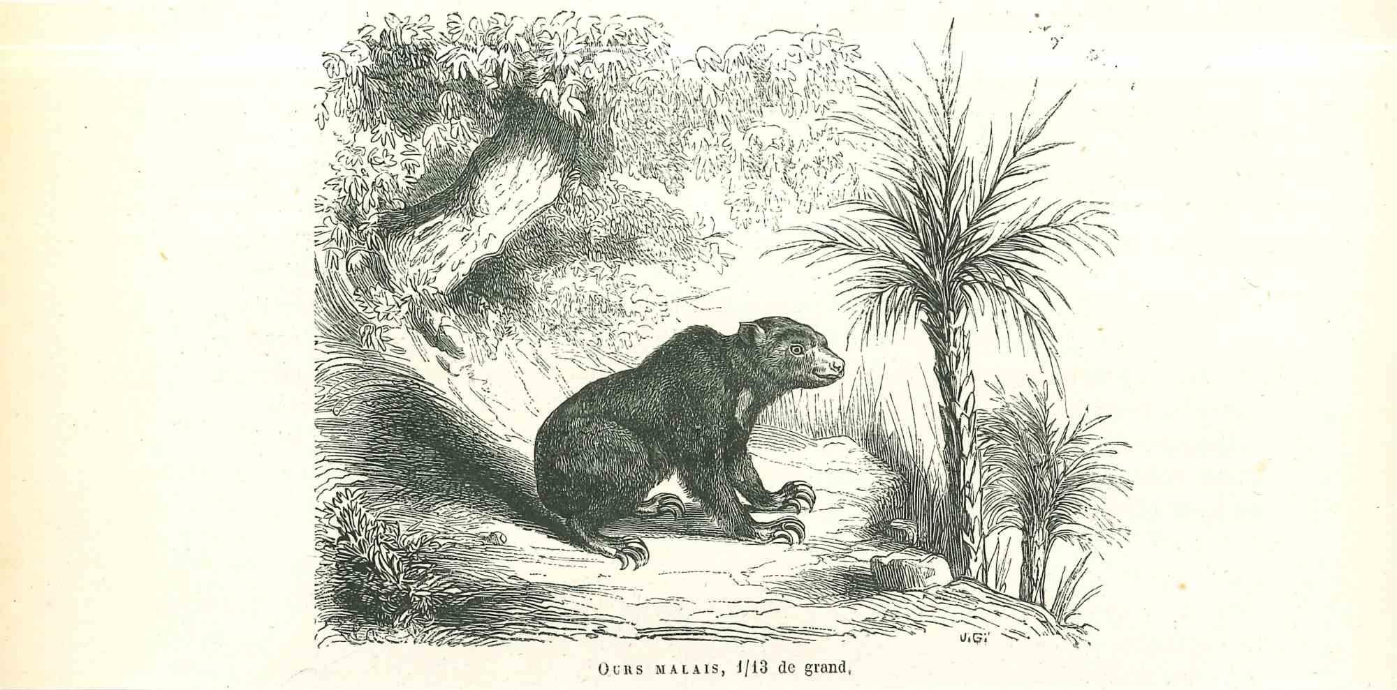 The Bear is an original lithograph on ivory-colored paper, realized by Paul Gervais (1816-1879). The artwork is from The Series of "Les Trois Règnes de la Nature", and was published in 1854.

Good conditions.

Titled on the lower. With the notes on