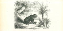 L'ours - Lithographie de Paul Gervais - 1854