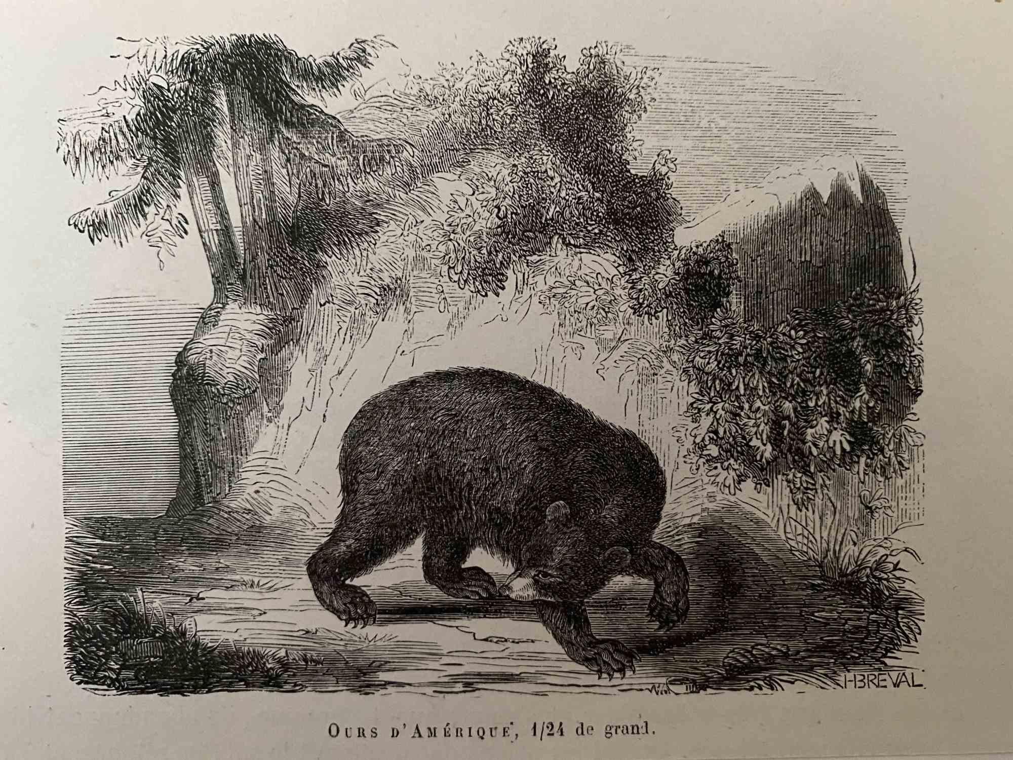 Paul Gervais  Figurative Print – The Bear – Originallithographie von Paul Gervais, 1854