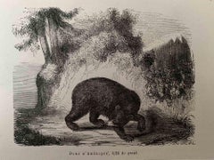 L'ours - Lithographie originale de Paul Gervais - 1854