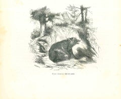 L'ours - Lithographie originale de Paul Gervais - 1854