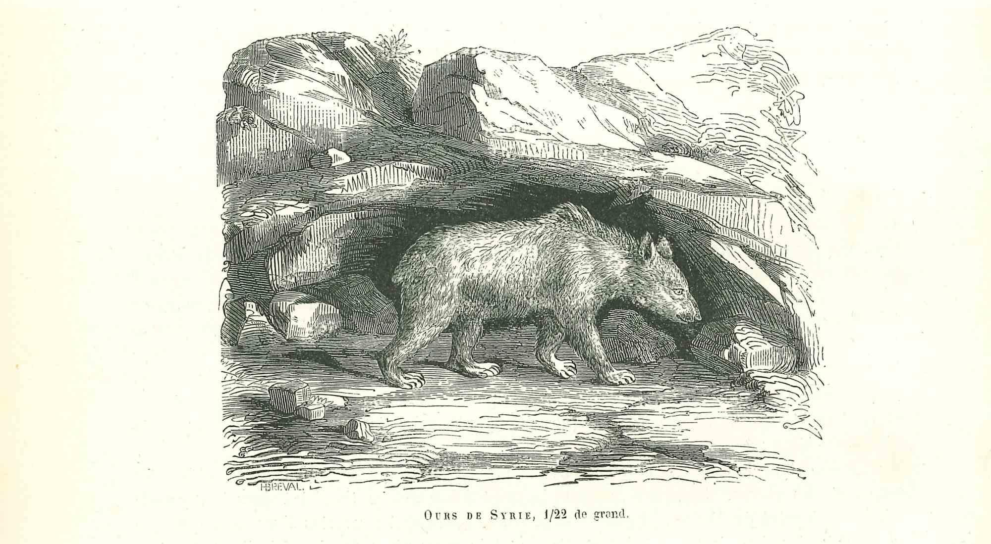 L'Ours est une lithographie originale sur papier couleur ivoire, réalisée par Paul Gervais (1816-1879). L'œuvre est tirée de la série "Les Trois Règnes de la Nature", et a été publiée en 1854.

Bonnes conditions.

Titré sur le bas. Avec les notes au