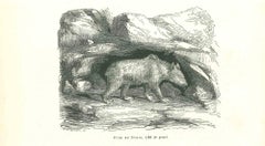 The Bear - Original Lithograph by Paul Gervais - 1854