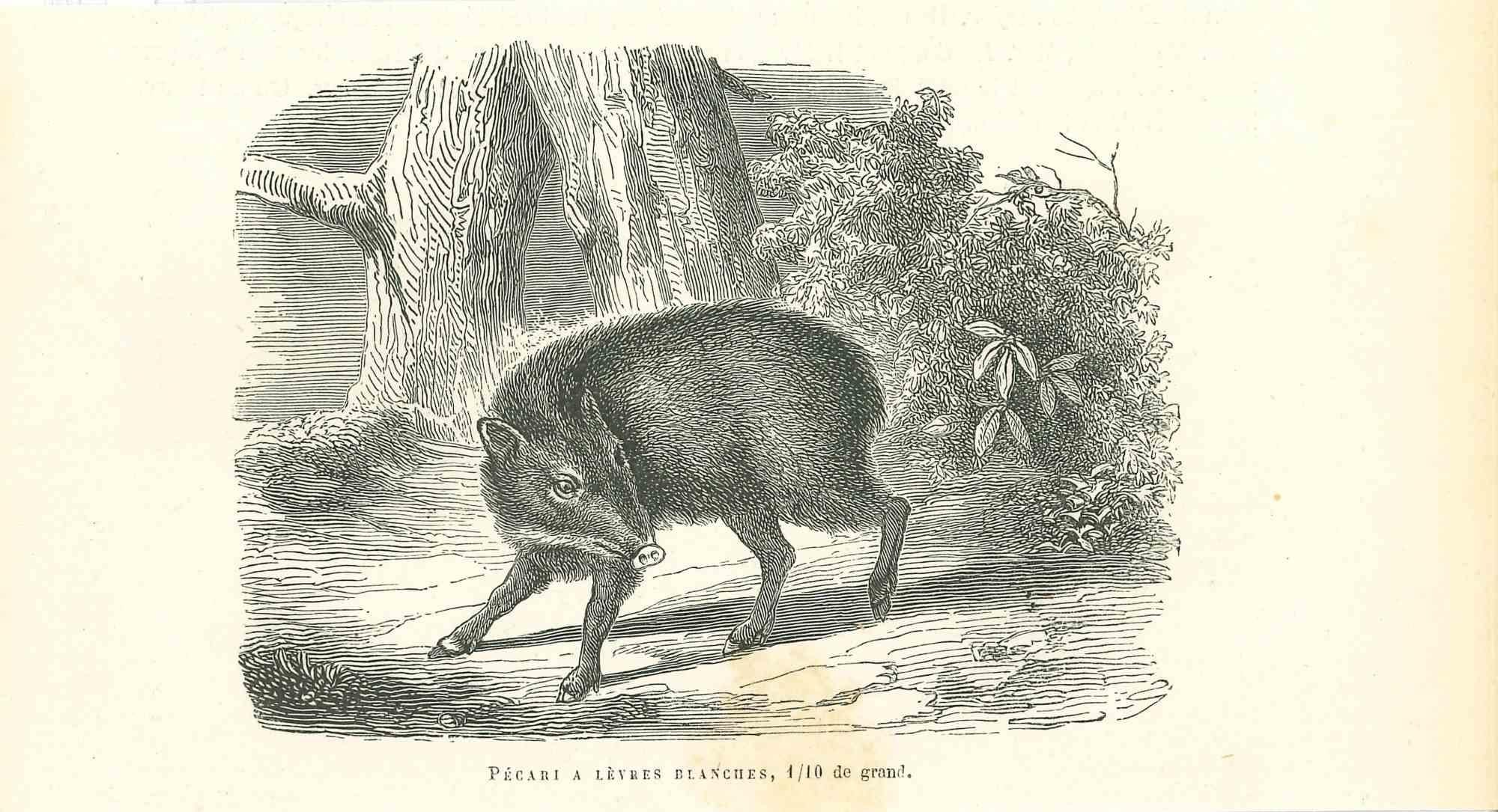 El Jabalí es una litografía original sobre papel de color marfil, realizada por Paul Gervais (1816-1879). La obra pertenece a la serie de "Les Trois Règnes de la Nature", y fue publicada en 1854.

Buen estado, con una pequeña mancha.

Titulado en la