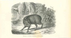 The Boar- Lithograph by Paul Gervais - 1854
