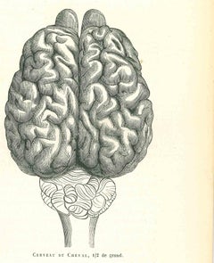 The Brain - Original Lithograph by Paul Gervais - 1854