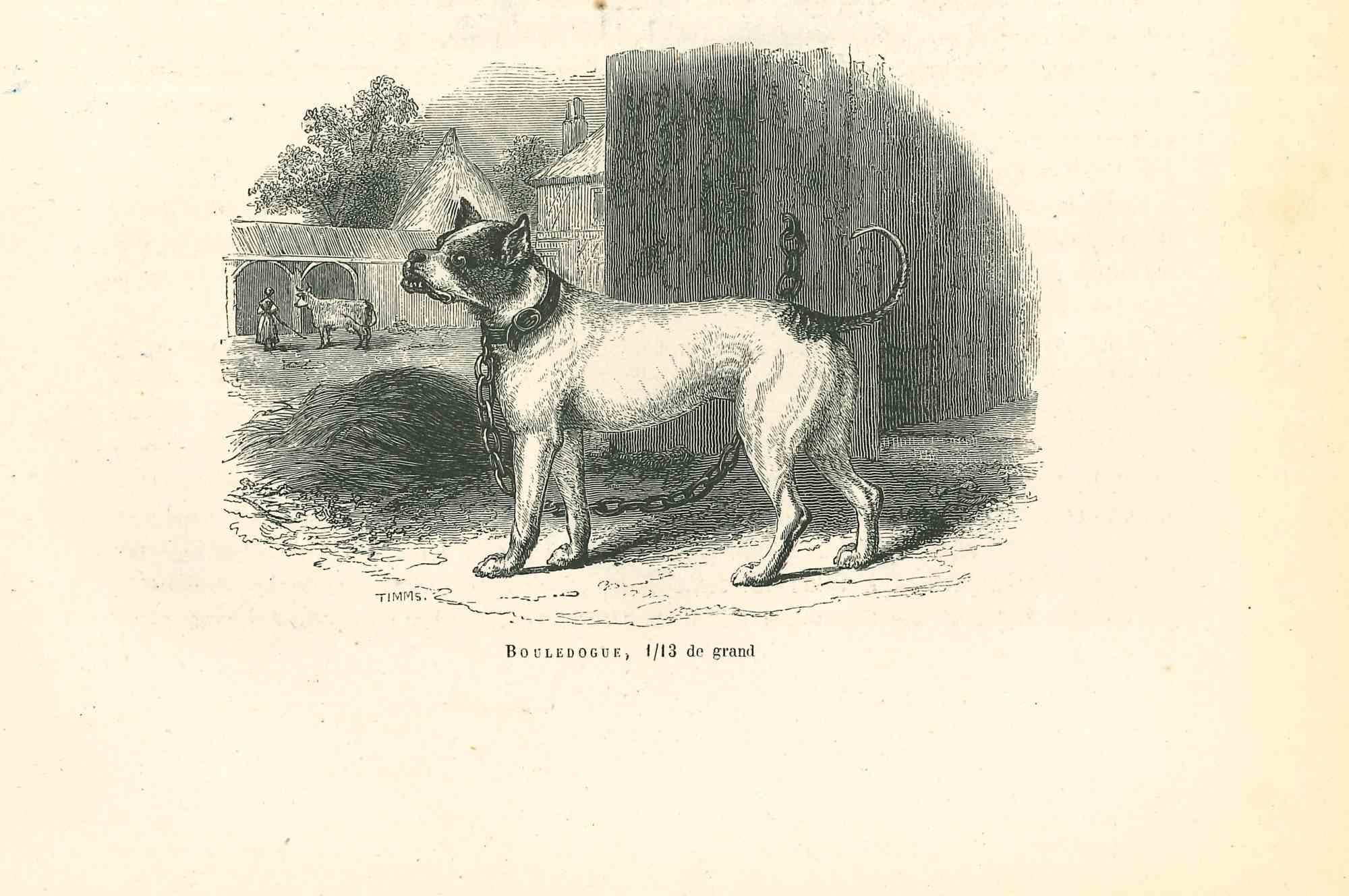 The Bulldog is an original lithograph on ivory-colored paper, realized by Paul Gervais (1816-1879). The artwork is from The Series of "Les Trois Règnes de la Nature", and was published in 1854.

Good conditions.

Titled on the lower. With the notes