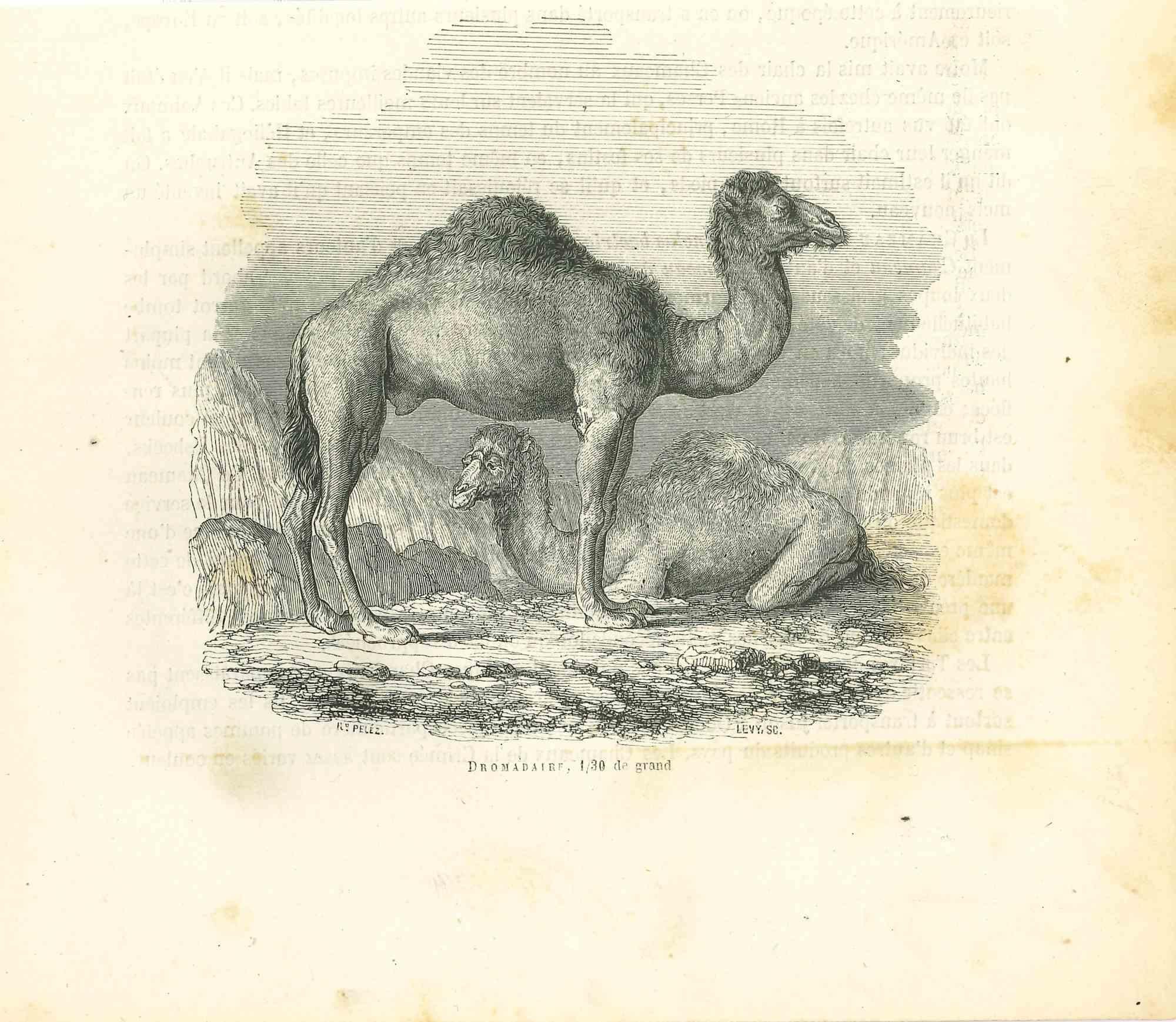 camel illusion