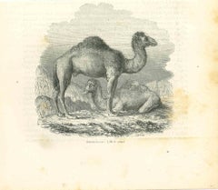 Les camels - Lithographie originale de Paul Gervais - 1854