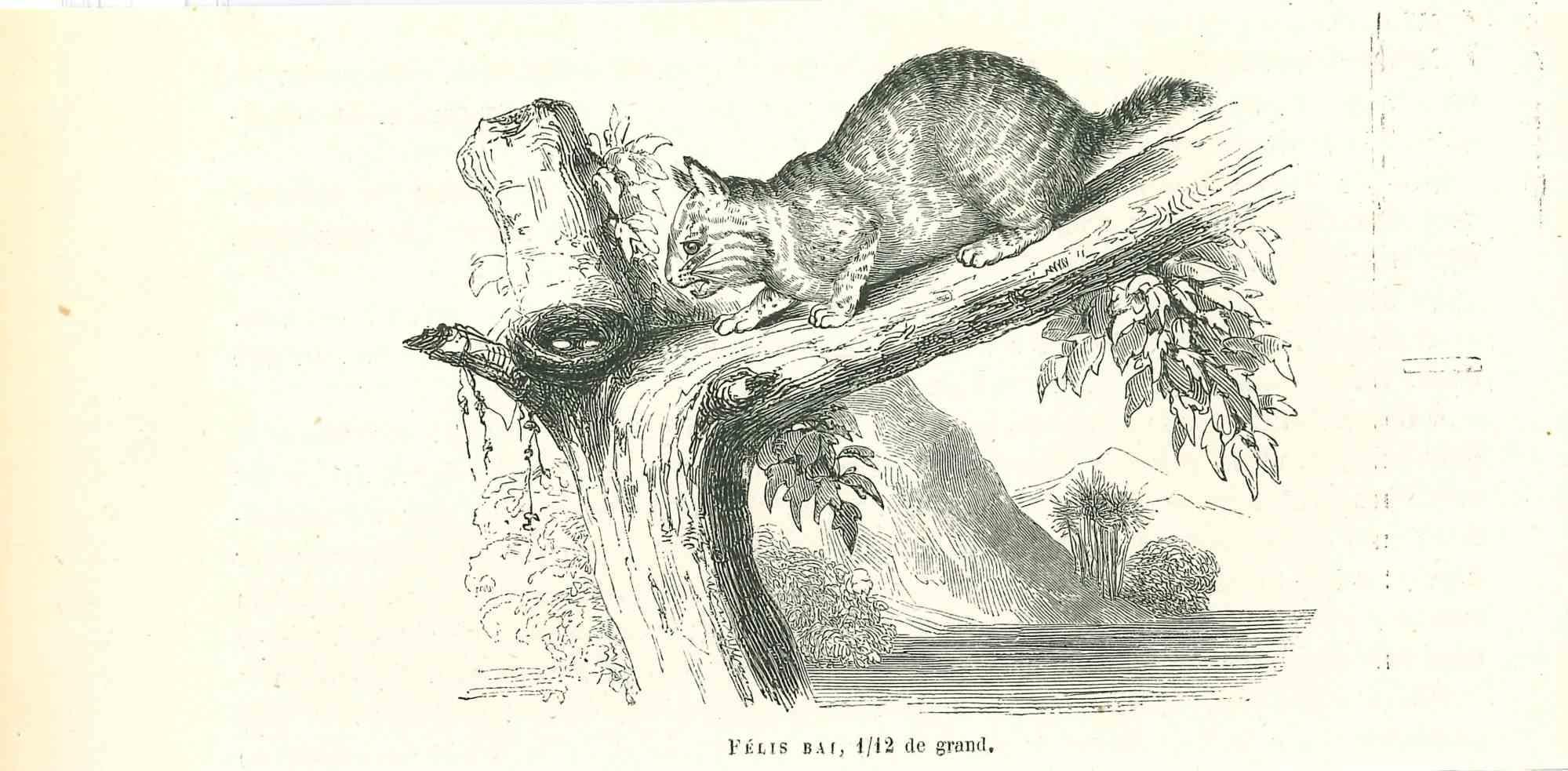 Die Katze ist eine Originallithografie auf elfenbeinfarbenem Papier, die von Paul Gervais (1816-1879) geschaffen wurde. Das Kunstwerk stammt aus der Serie "Les Trois Règnes de la Nature" und wurde 1854 veröffentlicht.

Gute Bedingungen.

Auf der