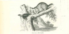 Le chat - Lithographie originale de Paul Gervais - 1854