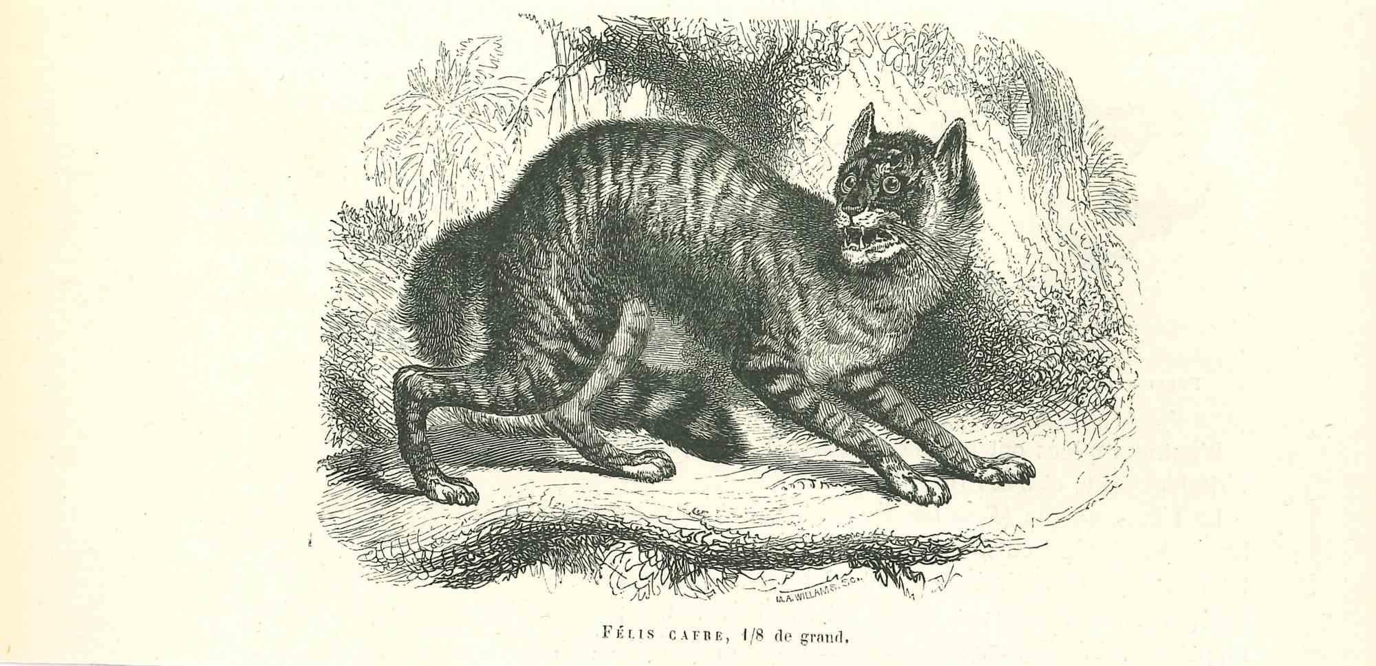 The Cat is an original lithograph on ivory-colored paper, realized by Paul Gervais (1816-1879). The artwork is from The Series of "Les Trois Règnes de la Nature", and was published in 1854.

Good conditions.

Titled on the lower. With the notes on