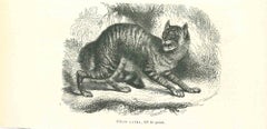 Antique The Cat - Original Lithograph by Paul Gervais - 1854