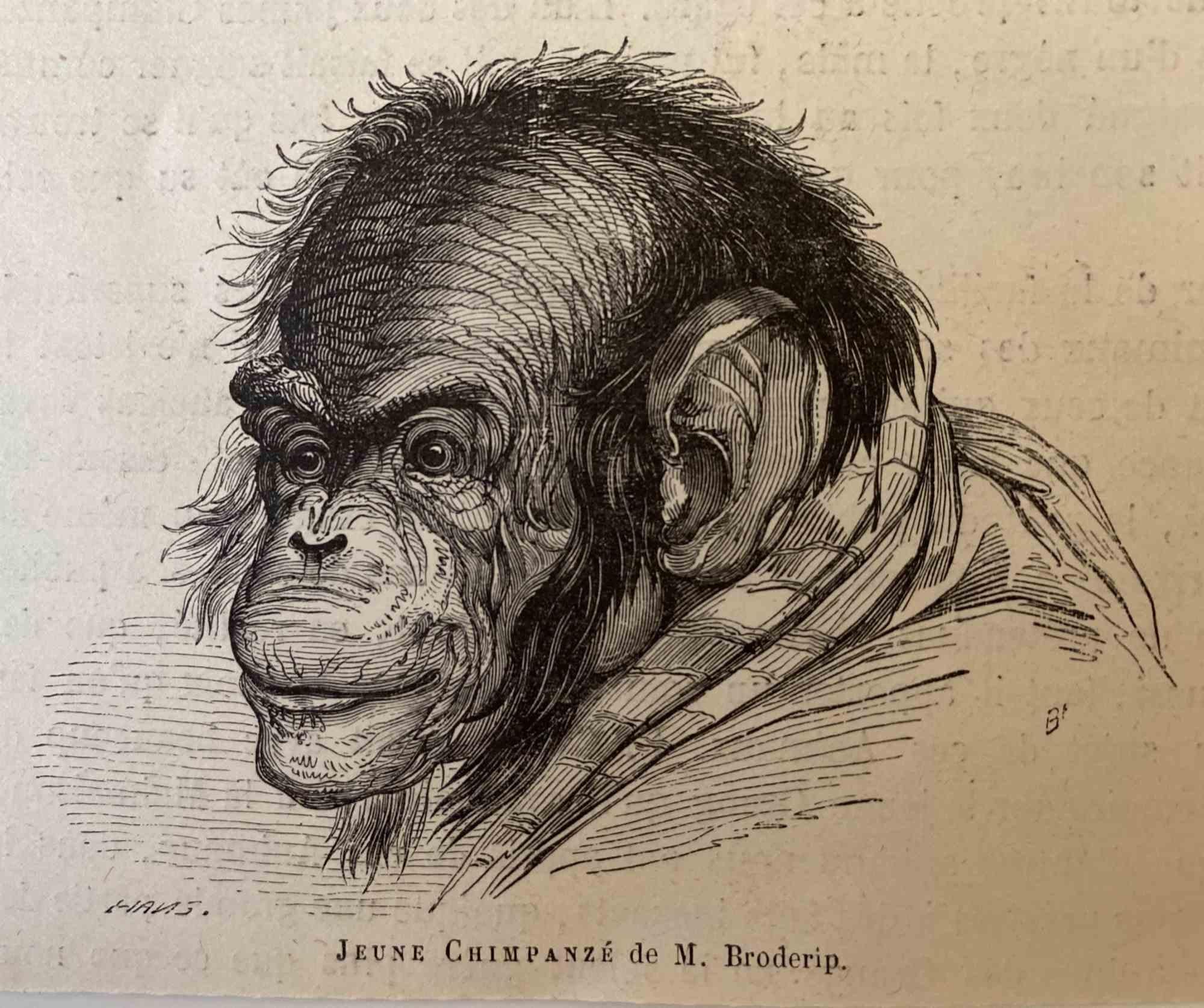 The Chimpanzee is an original lithograph on ivory-colored paper, realized by Paul Gervais (1816-1879). The artwork is from The Series of "Les Trois Règnes de la Nature", and was published in 1854.

Good conditions.

Titled on the lower. With the