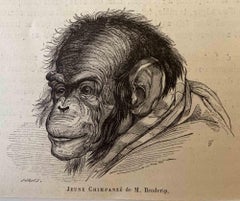 Le Chimpanzee - Lithographie de Paul Gervais - 1854