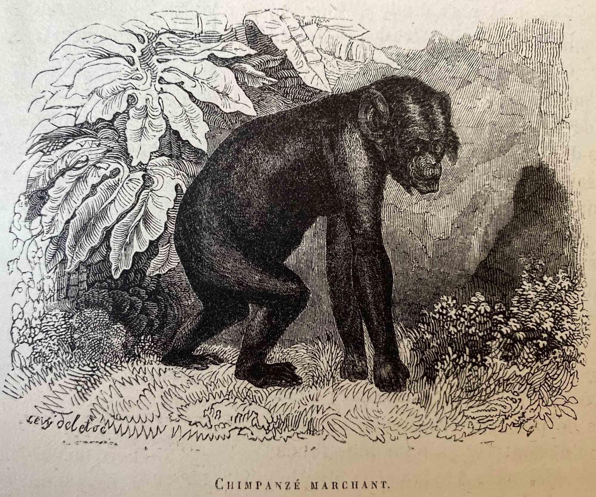 monkey bruh