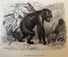 Chimpanzee - Lithographie von Paul Gervais - 1854