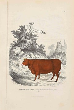 La vache - Lithographie originale de Paul Gervais - 1854