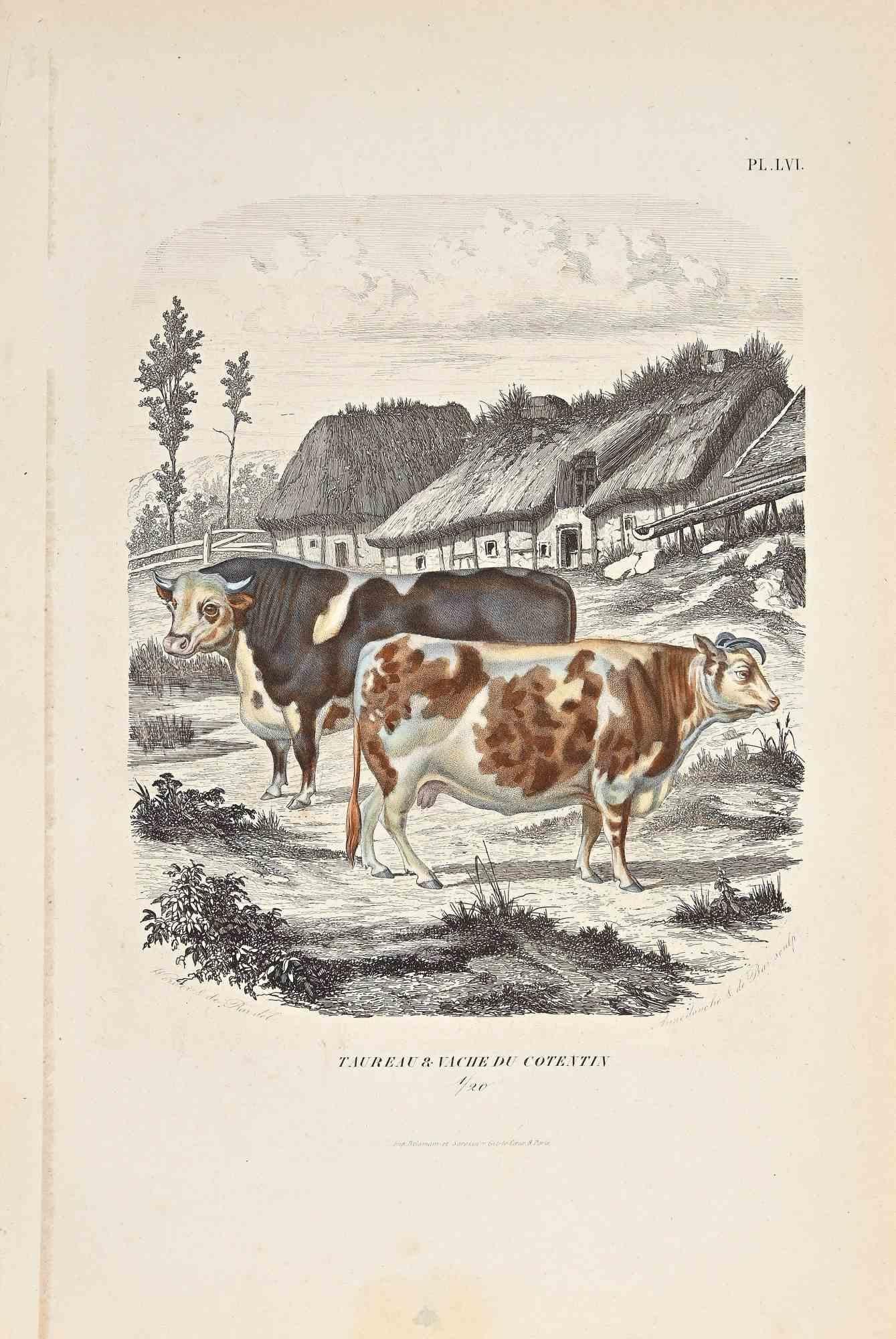 The Cows is an original colored lithograph on ivory-colored paper, realized by Paul Gervais (1816-1879). The artwork is from The Series of "Les Trois Règnes de la Nature", and was published in 1854.

Good conditions and minor foxing.

Titled on the