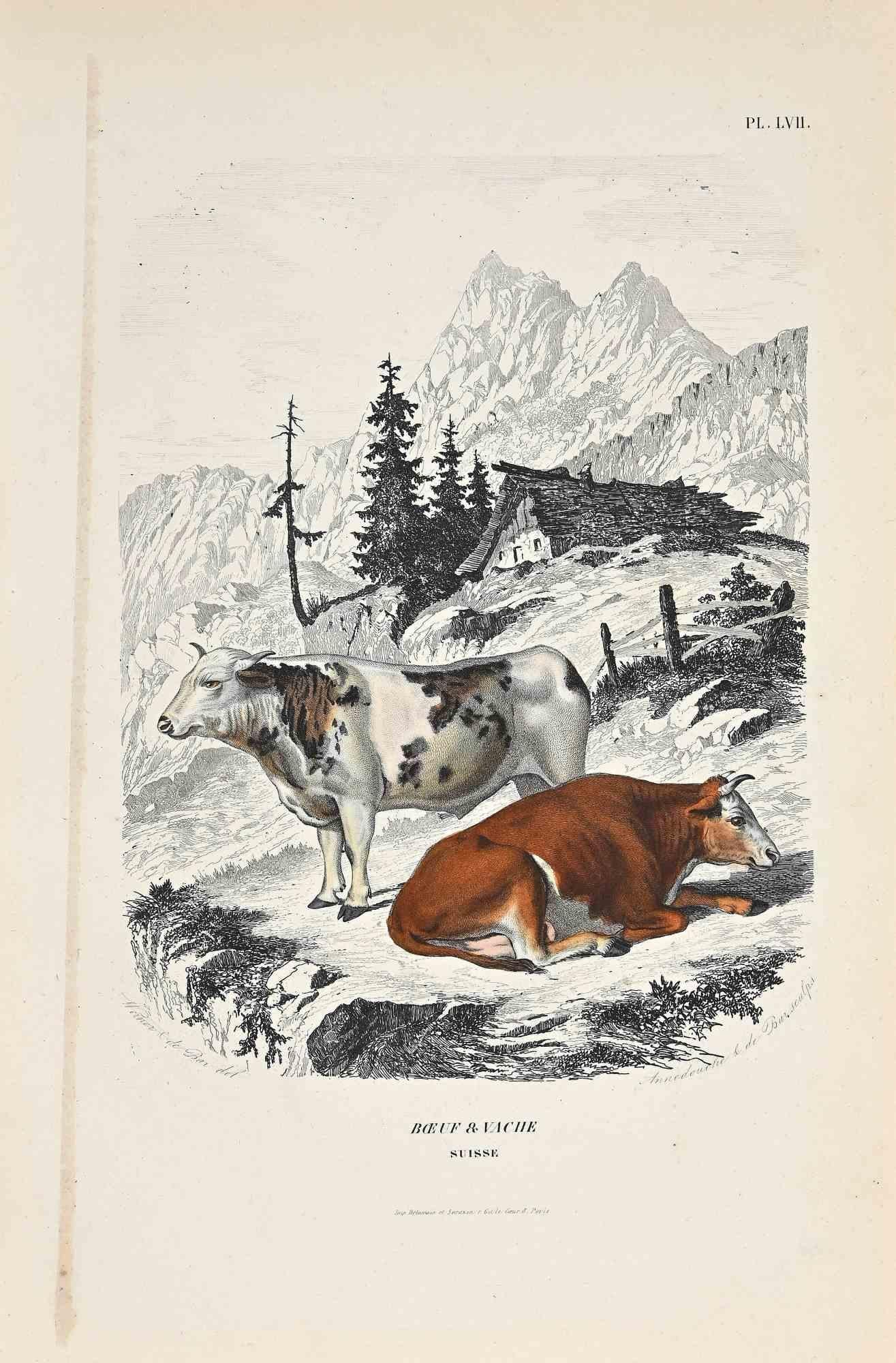 Les vaches - Lithographie originale de Paul Gervais - 1854