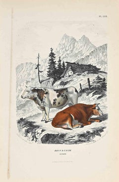 Les vaches - Lithographie originale de Paul Gervais - 1854