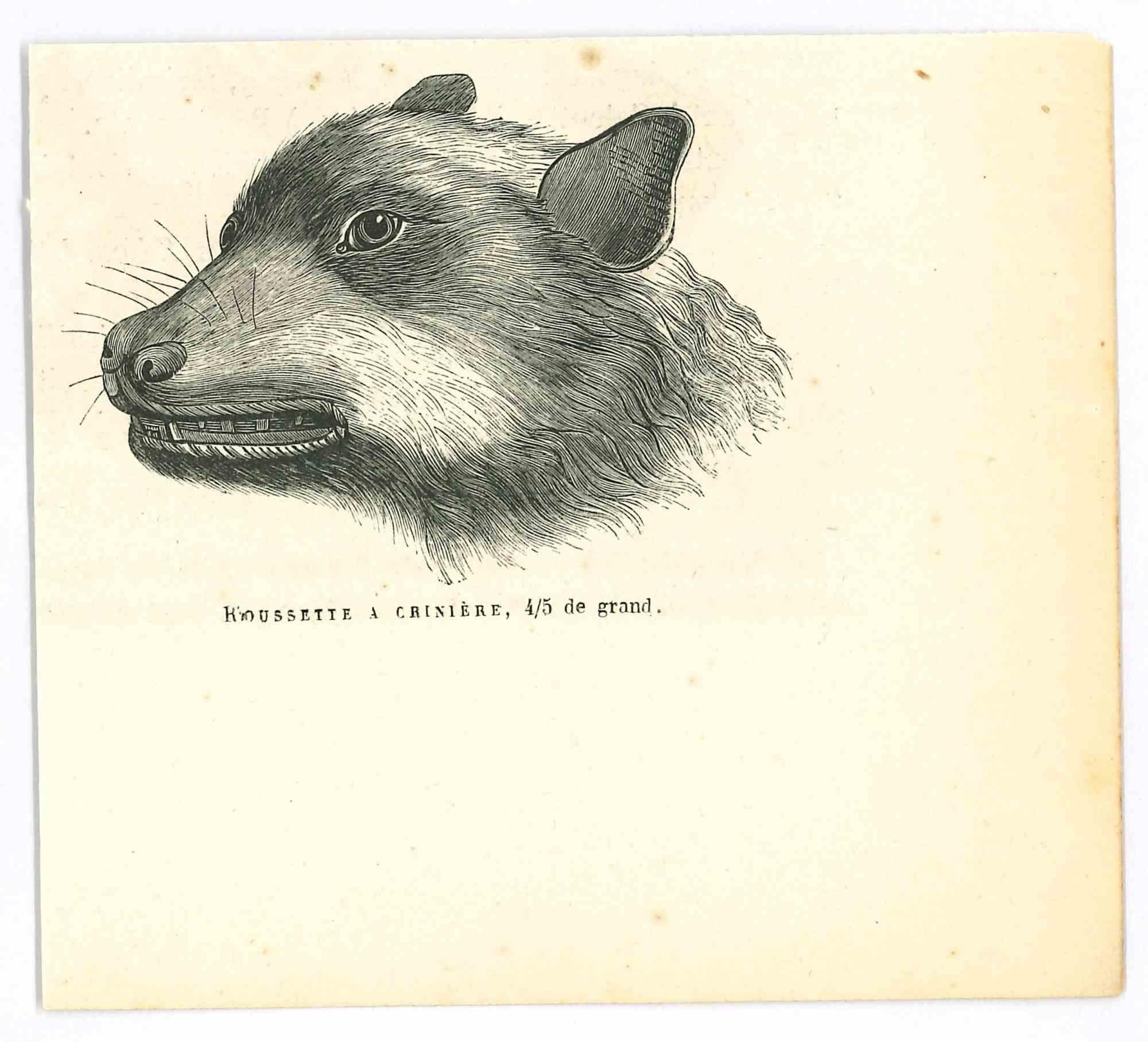 Le chien - Lithographie de Paul Gervais - 1854