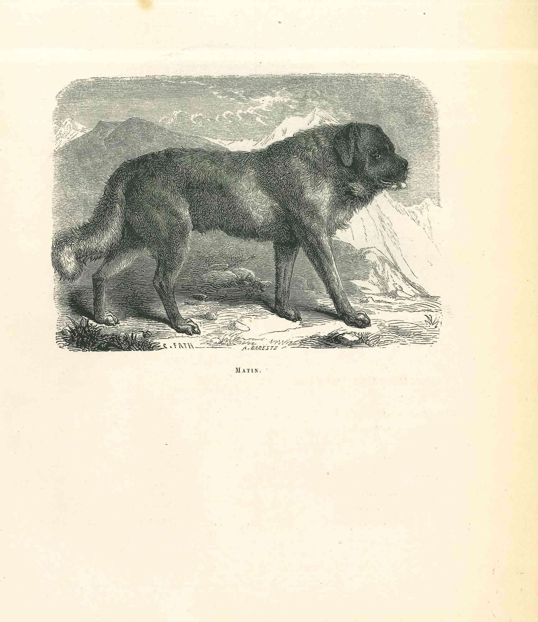 paul mastiff dog