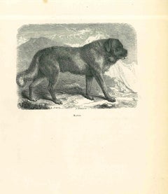 Le chien - Lithographie originale de Paul Gervais - 1854